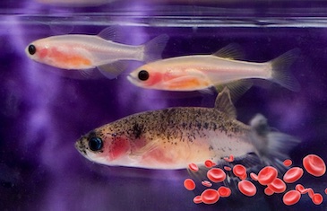 斑马鱼有助于发现钻石黑扇贫血的治疗方法