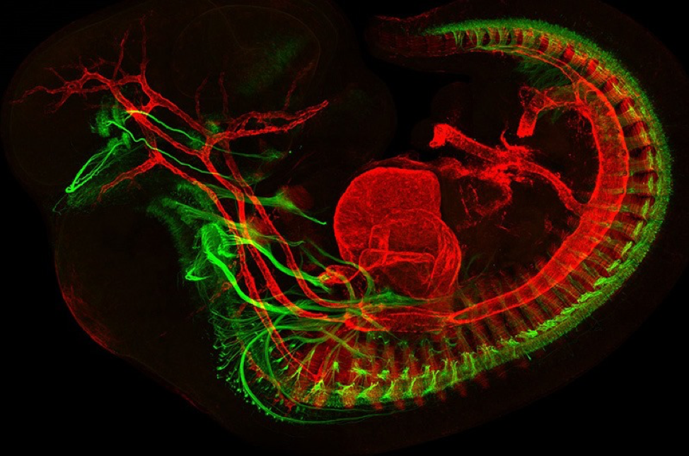 黑色背景上的红绿老鼠胚胎图像。