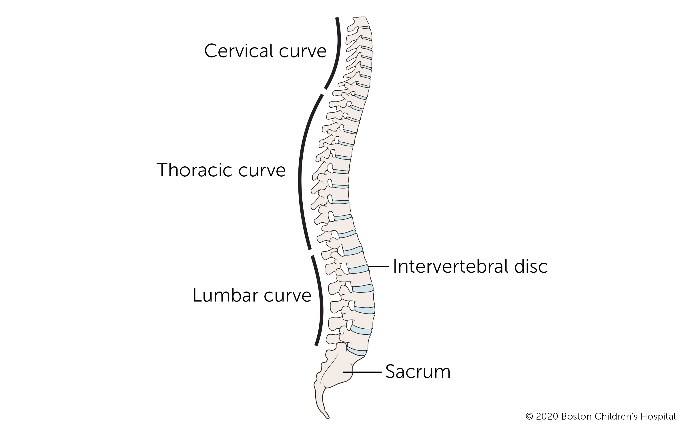 这是脊椎的解剖图。