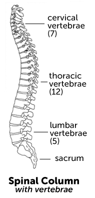 脊柱的椎骨