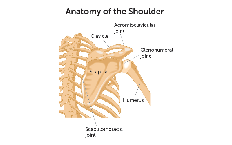 肩关节由肱骨头和肩关节盂组成。肩关节脱位是指肱骨头与关节盂分离。