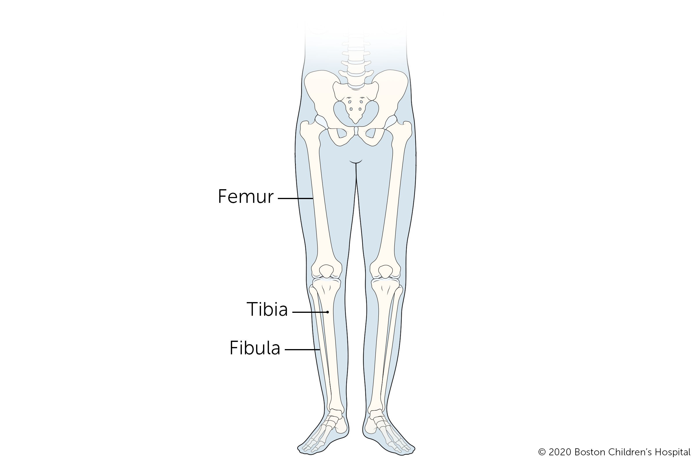 这是腿上的三根长骨:股骨、胫骨和腓骨。更多关于骨折的股骨