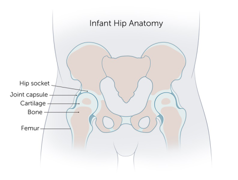 婴儿髋关节发育不良:臀部解剖